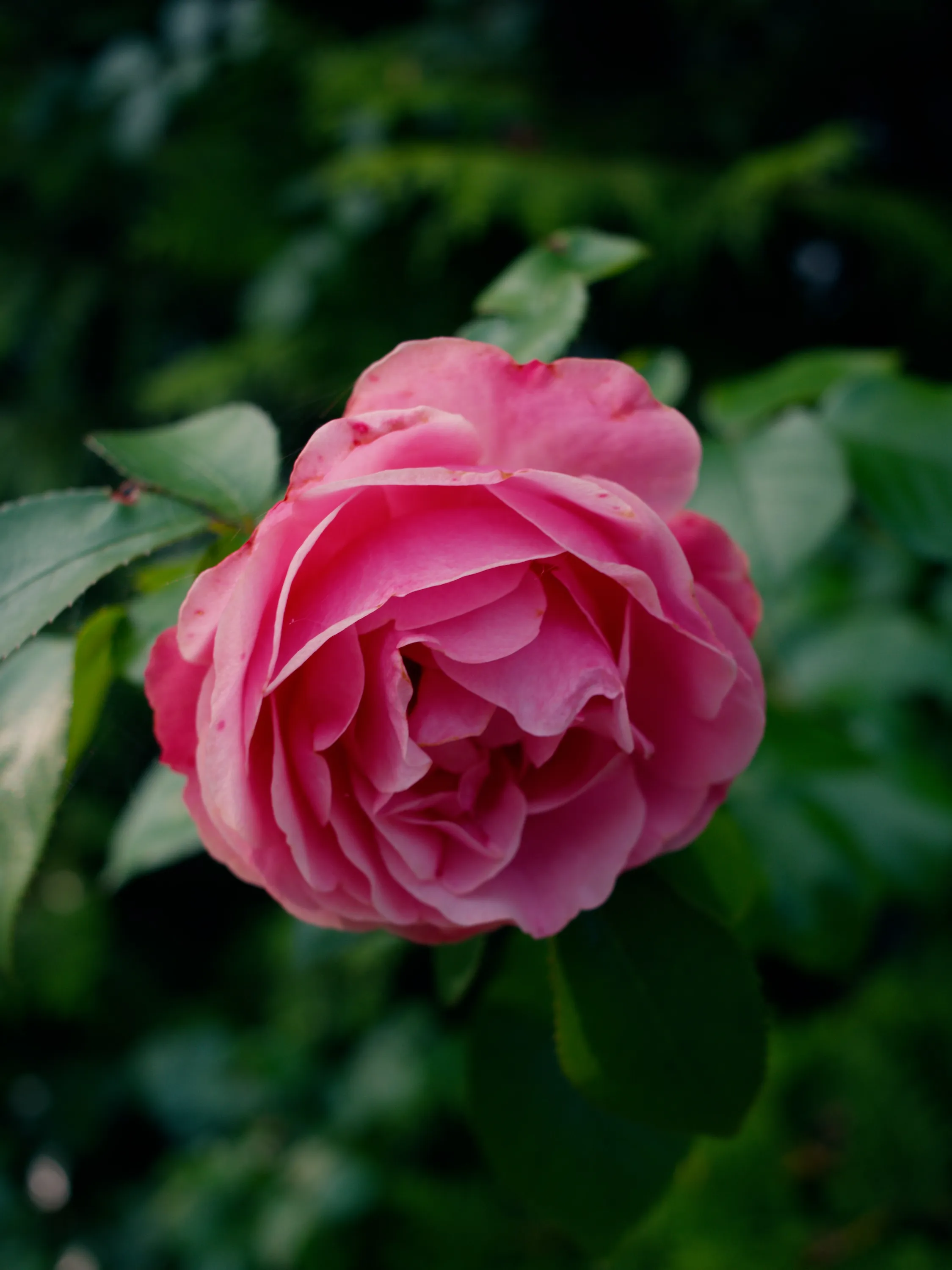 Uploaded image