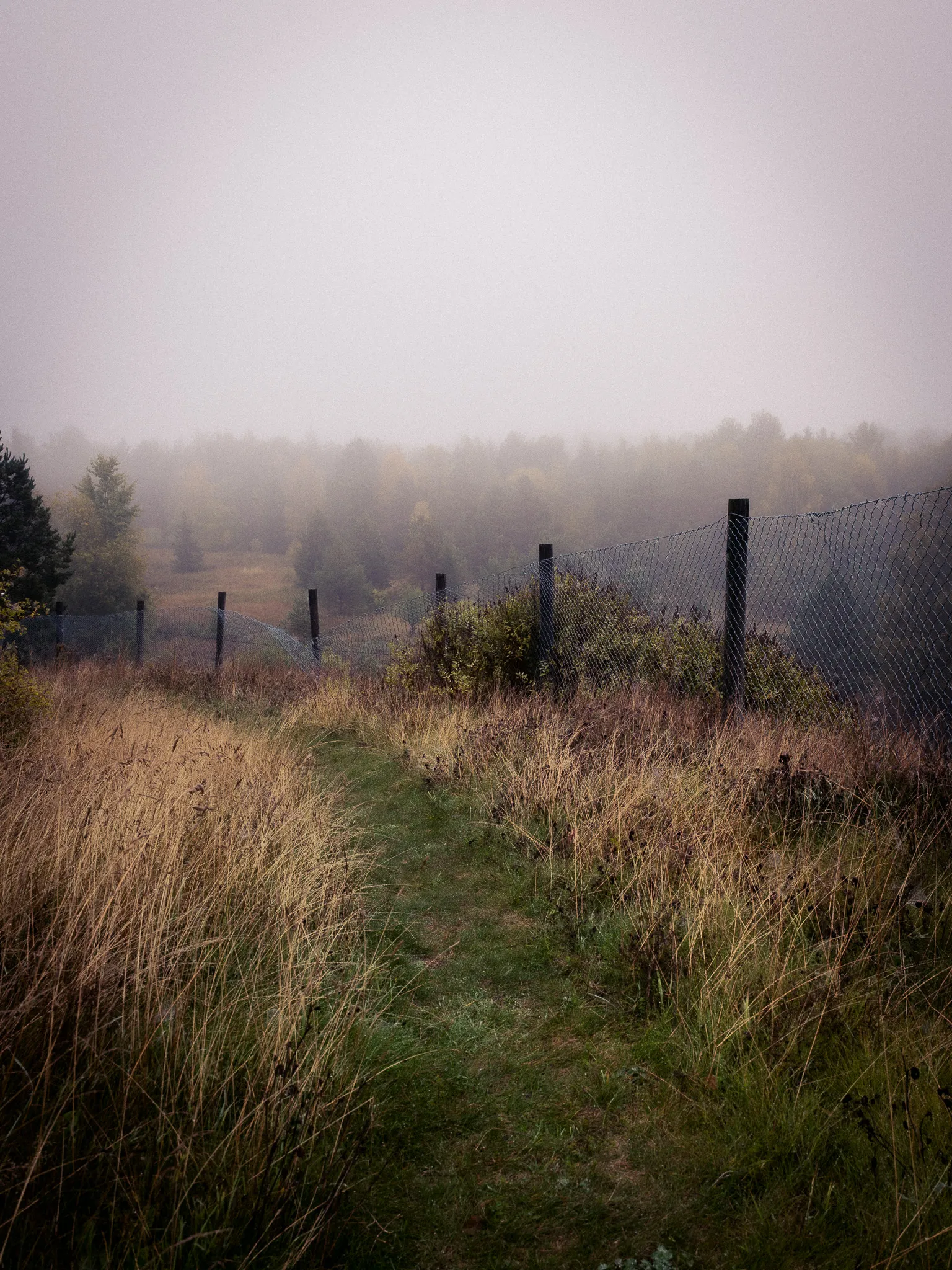 Grass path along a fence into a misty forest