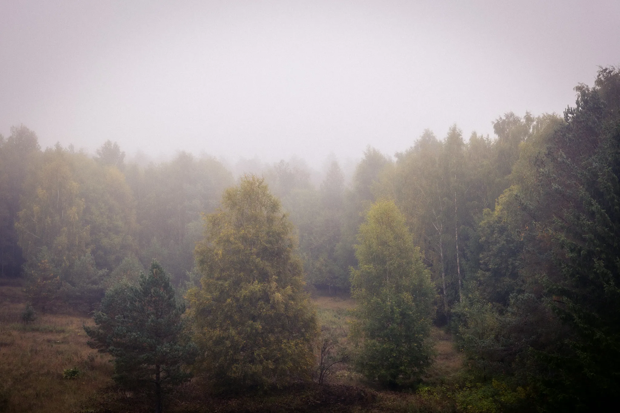 Birches and pines fading into the fog