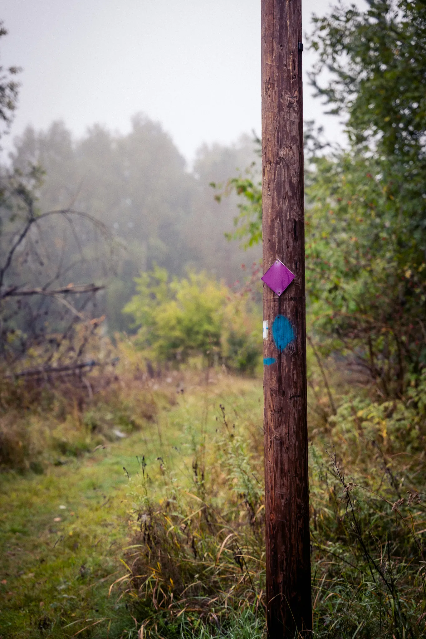 Wooden pole with trail markers beside an overgrown path