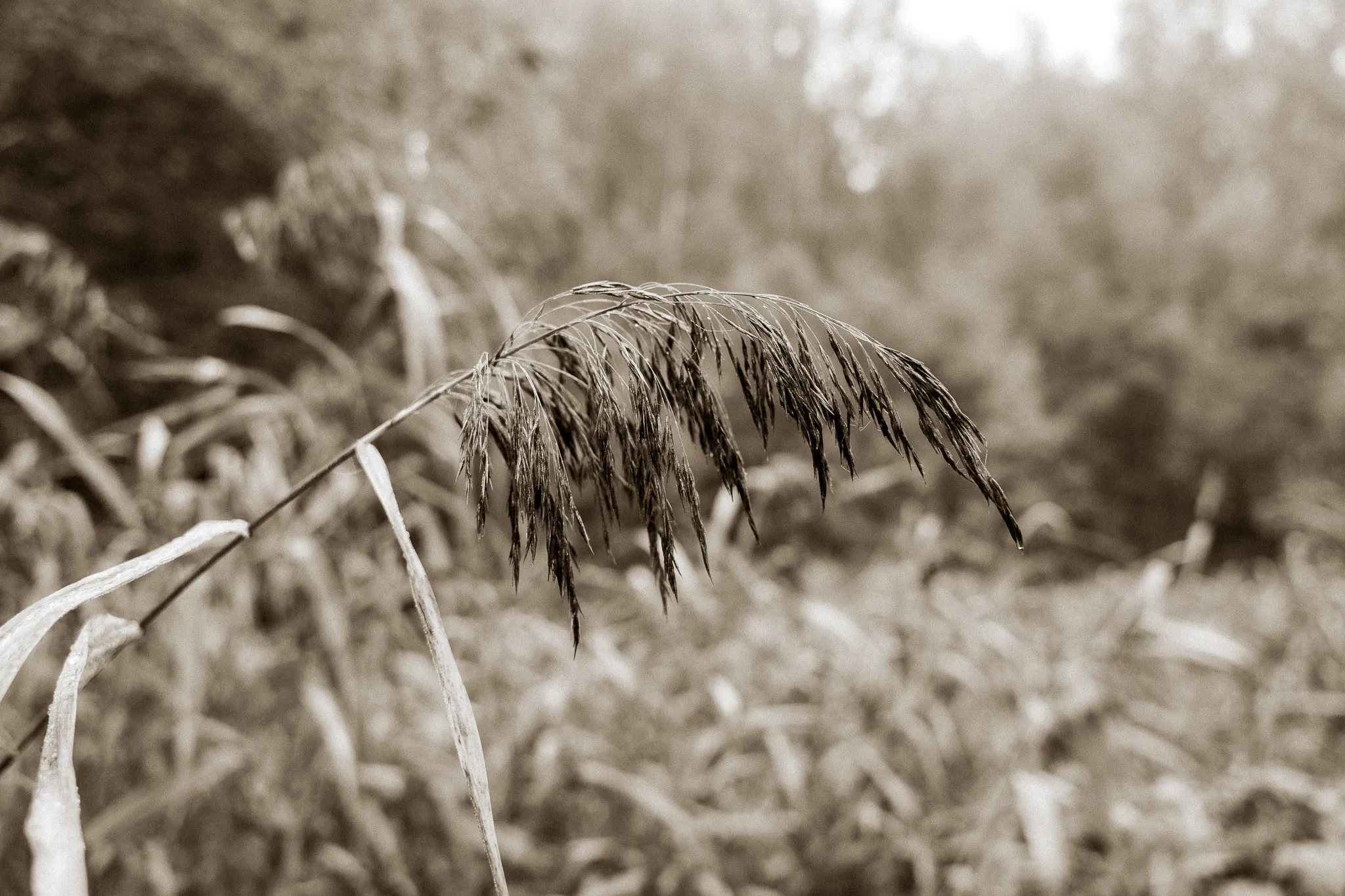 Close-up of a reed plume in sepia